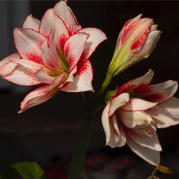 _AMARYLLIS