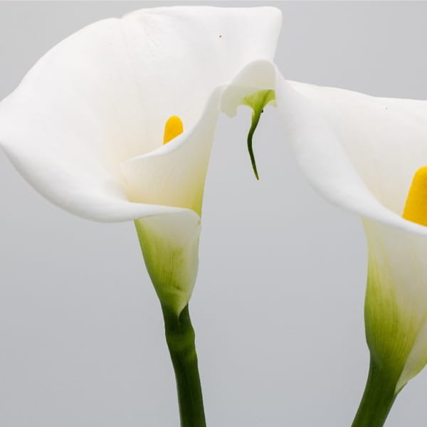 _CALLA_LILY