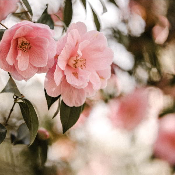 _CAMELLIA