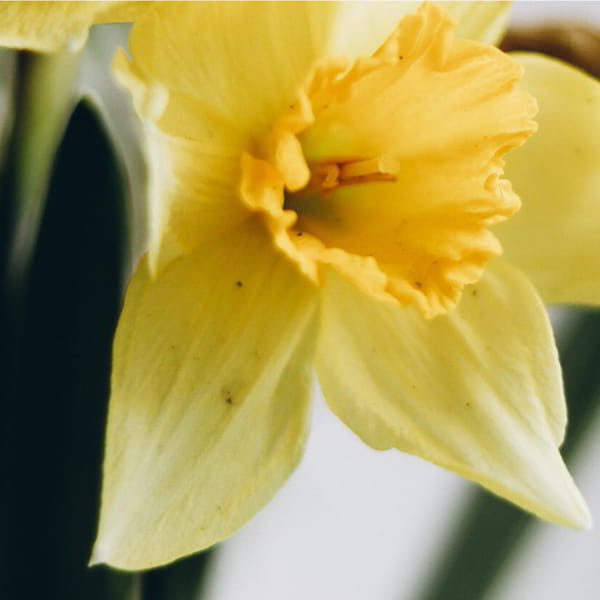 _DAFFODIL