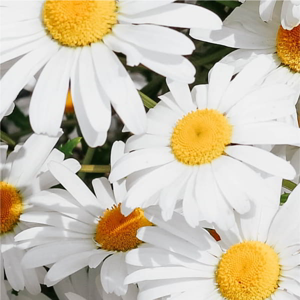 _DAISIES