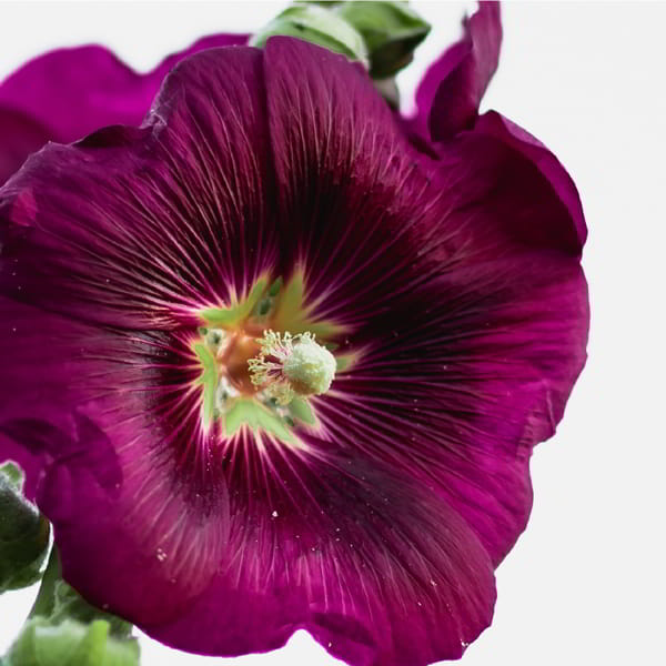 _HOLLYHOCK