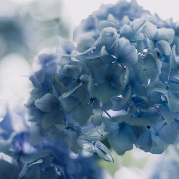 _HYDRANGEA