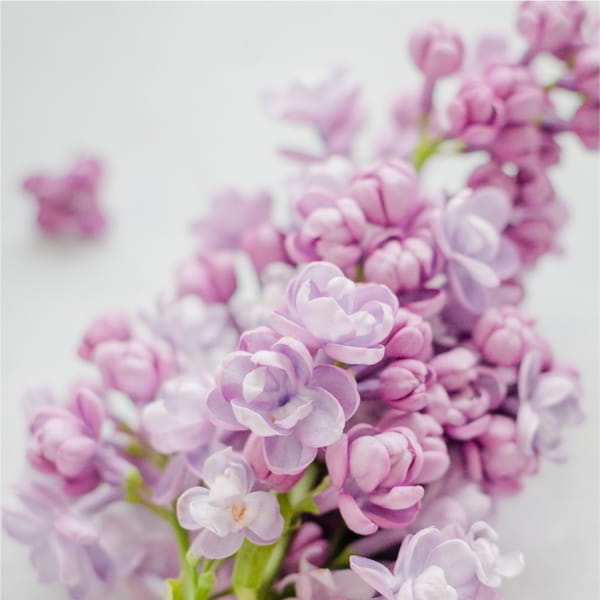 _LILAC