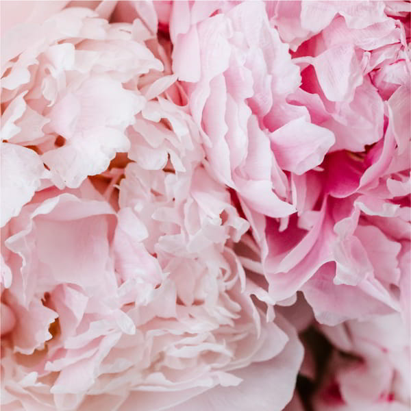 _PEONY