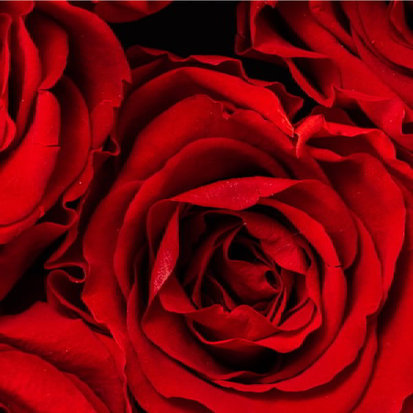 _RED_ROSE