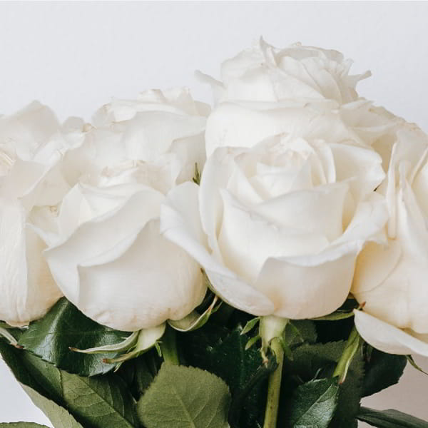 _WHITE_ROSE